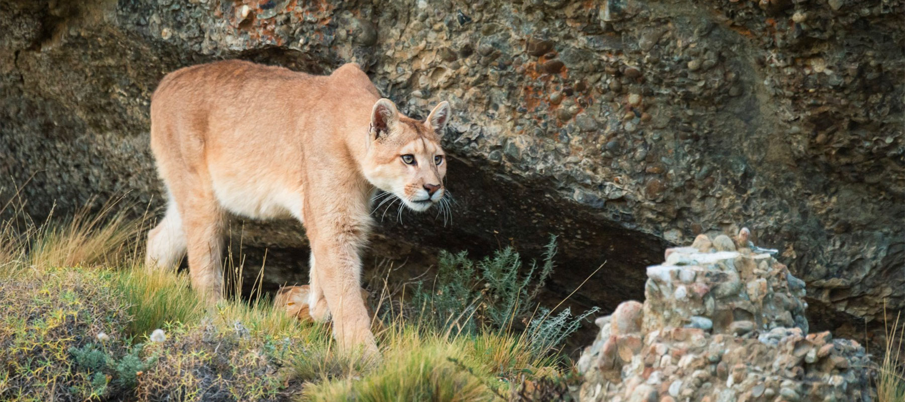 Cougar: Exploring Keystone Species: HHMI BioInteractive