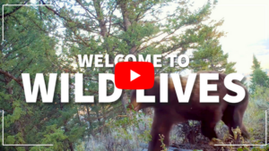 Wild Lives YouTube