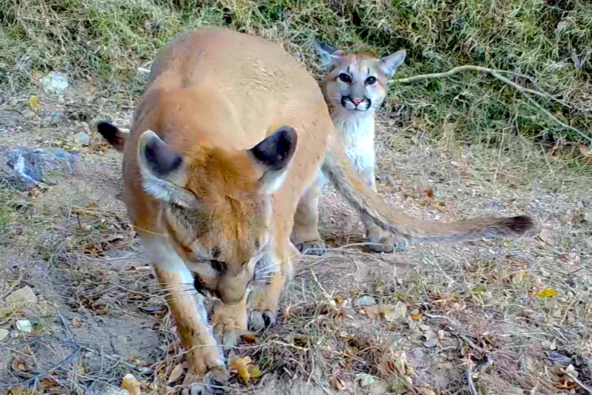 Identifying Transboundary Corridors